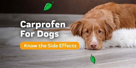 Carprofen For Dogs: The Side Effects To Be Aware Of – Innovet Pet