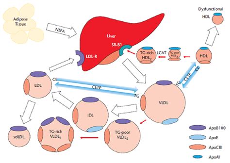 Formation Of Tg Rich Hdl And Tg Rich Vldl With Apociii Involvement