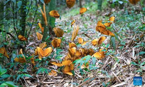 Chinas Yunnan Sees Butterfly Boom Global Times