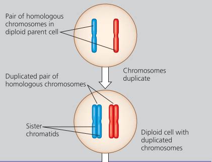 Bio Meiosis Order Flashcards Quizlet