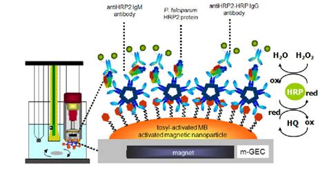 Schematic Representation Of The Experimental Details For The