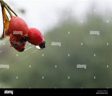 Rosa Canina Scarlatta Immagini E Fotografie Stock Ad Alta Risoluzione