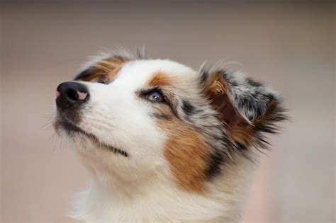 19 Best Service Dog Breeds And How To Pick The Right One