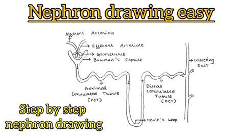 How To Draw Nephron Easy Nephron Diagram Structure Of Nephron