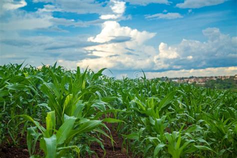 Corn Plantation Crop Cultive Stock Photo Image Of Harvest Natural