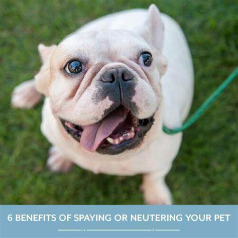 6 Benefits Of Spaying Or Neutering Your Pet Veterinary Medical Center