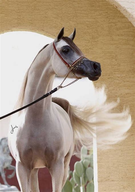 Hariry Al Shaqab Marwan Al Shaqab X White Silkk Horses Horse