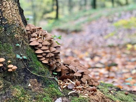 Le Champignon En Bois De Amadou De Champignons Poussent Sur Un Arbre