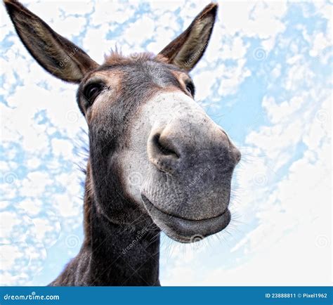 Funny Donkey Stock Image Image Of Head Crying Creature 23888811