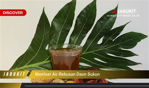 Bukancuma Daun Salam Kamu Wajib Tahu 7 Manfaat Daun Sukun Yang Bikin