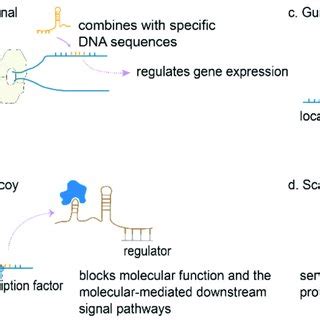 Classification Of Long Noncoding RNAs LncRNAs According To Their Mode