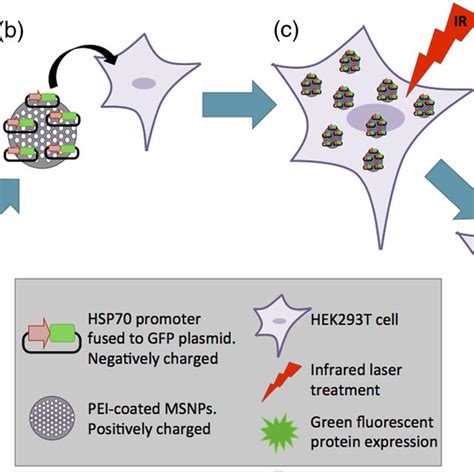 Schematic Showing A Stimuli Responsive Nanocarrier System Activated By