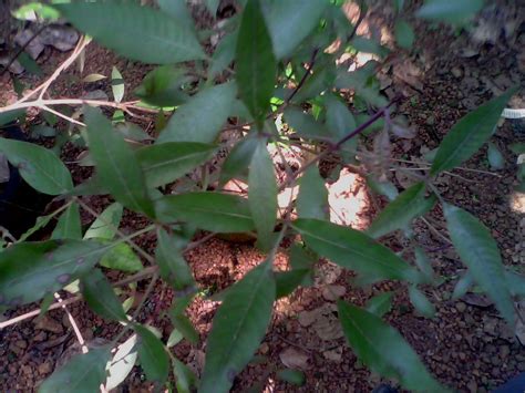 Rare Ayurvedic Plants: NIRGUNDI -VITEX NEGUNDO -VARIETIES