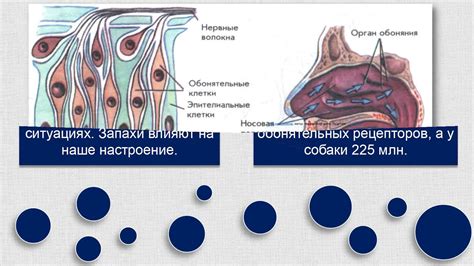 Biology 12 + Органы вкуса и обоняния Гигиена органов вкуса и обоняния ...