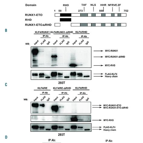 Identification Of The Specific Domains Of RUNX1 And RUNX1 ETO Mediating