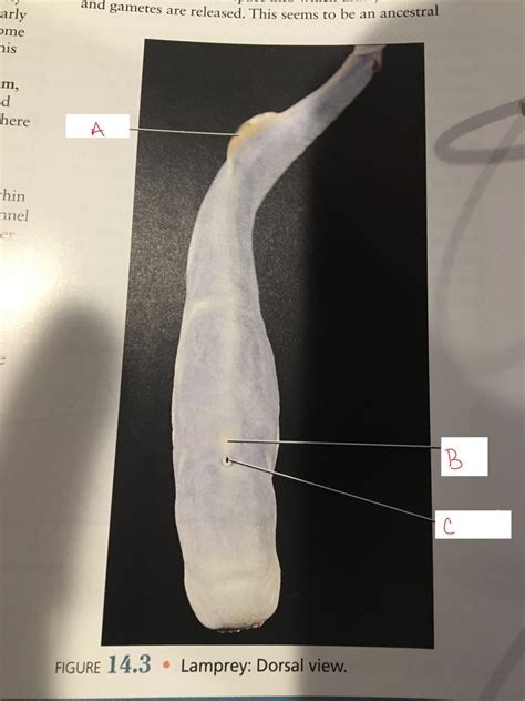 Cva Lamprey Dorsal View Diagram Quizlet