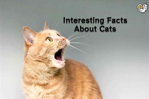 70 Interesting Facts About Cats You Might Be Surprised