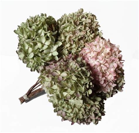 Hydrangea Tips Dried The Cottage Gardens Inc