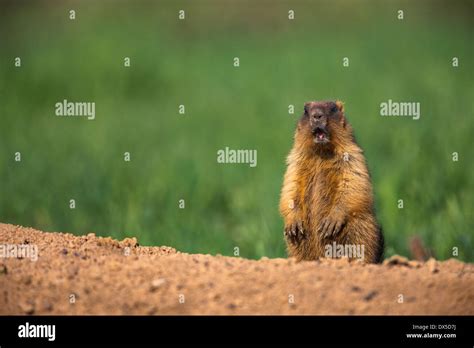 Bobak marmot (Marmota bobak) near its den Stock Photo - Alamy