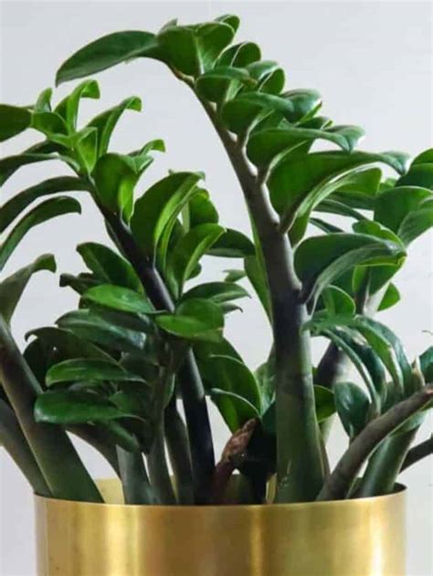 Zz Plant Care How To Grow Care For Zamioculcas Zamiifolia Planet