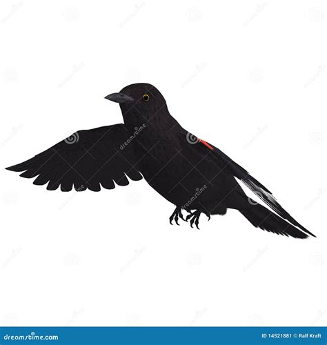 Male Red Winged Blackbird 3d Rendering With Stock Illustration