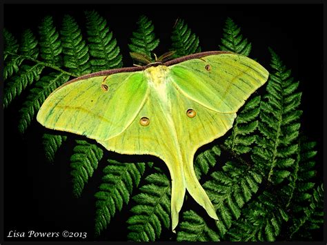 Our Giant Silk Moths And Ancient Mythology National Moth Week