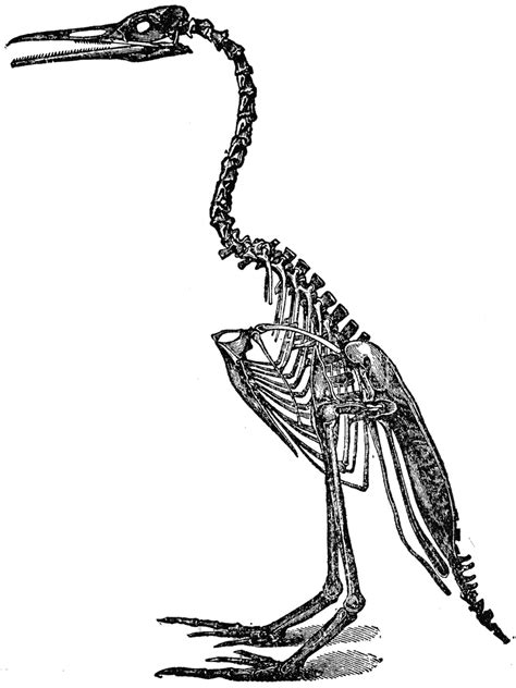 Bird Skeleton Tiger Drawing, Animal Skeletons, Prehistory, Clip Art ...