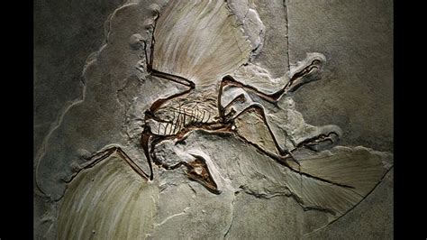 Archaeopteryx Youtube