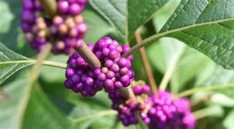 How To Plant Grow And Care For American Beautyberry