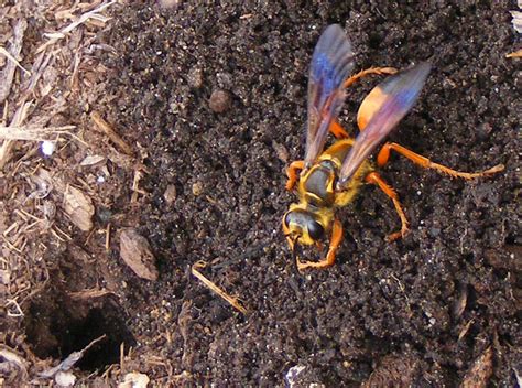 Great Golden Digger Wasp - What's That Bug?