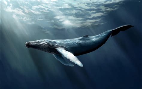 Sperm Whale Wallpapers Top Free Sperm Whale Backgrounds Wallpaperaccess