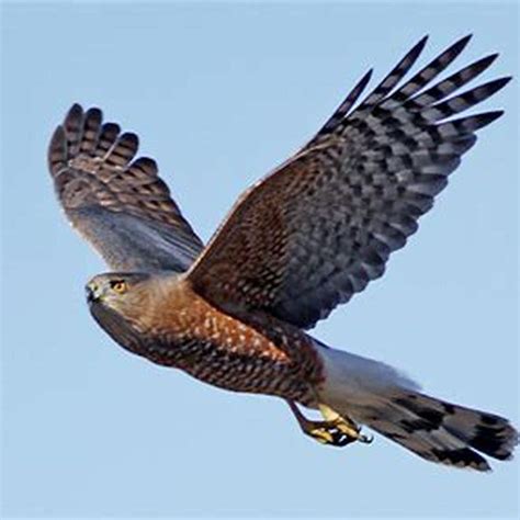 Why Do They Call It A Coopers Hawk Diy Seattle