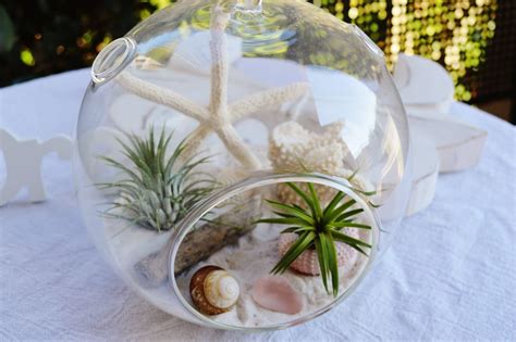 Beach Terrarium Kit Real White Coral 2 Air Plants Sand