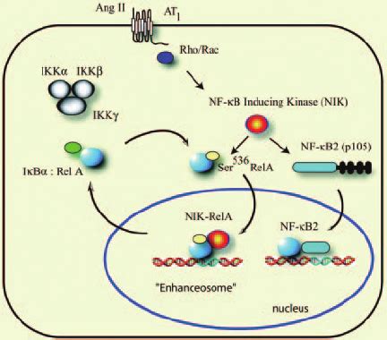 Alternative Canonical Nf B Signaling Pathway Induced By Ang Ii