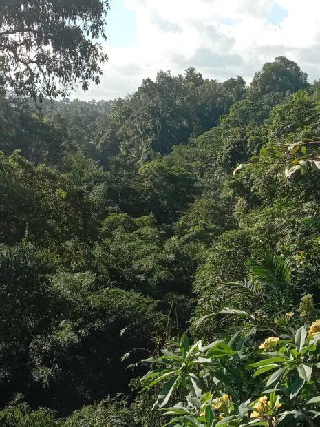 Dijual Tanah View Jungle Di Kedisan Tegalalang Ubud