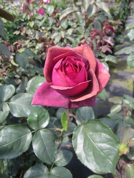 Rosa Gr Fin Diana Edelrose Parfuma Rose Kordes Rose Adr Rose