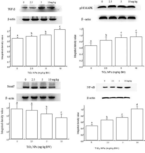 Figure From Nanosized Titanium Dioxide Resulted In The Activation Of