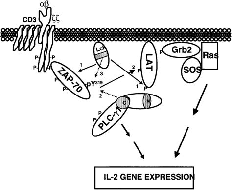 Phosphorylation Of Tyr319 In ZAP70 Is Required For Tcell Antigen