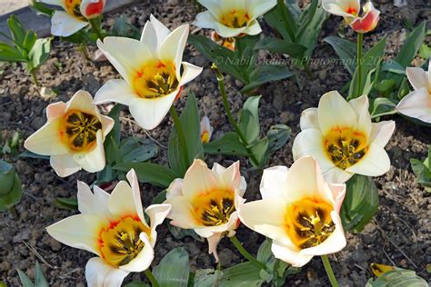 Flowers Parc Floral De Vincennes Nabil Molinari Flickr