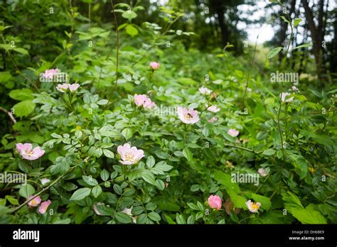 Wild Rose Bush Stock Photo - Alamy