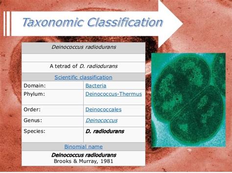 Deinococcus radiodurans