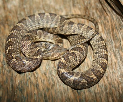 Banded Cat Eyed Snake Facts And Pictures Reptile Fact