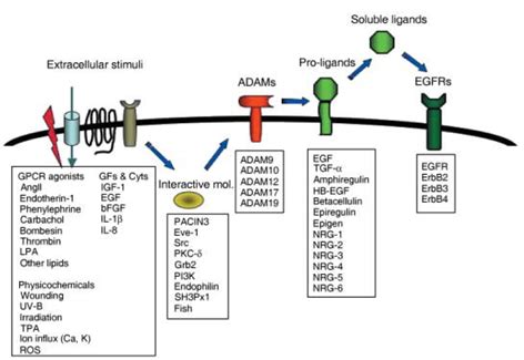 Introduction Of Epidermal Growth Factor Egf Biologicscorp