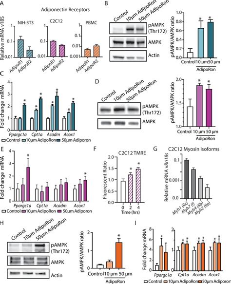 Adiponectin Receptor Agonist AdipoRon Improves Skeletal Muscle Function