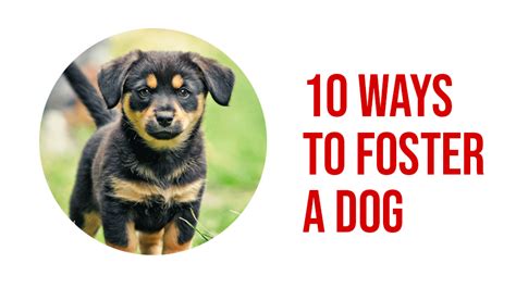 Want To Foster A Dog In Oklahoma Buckaroos 360 Dog Care