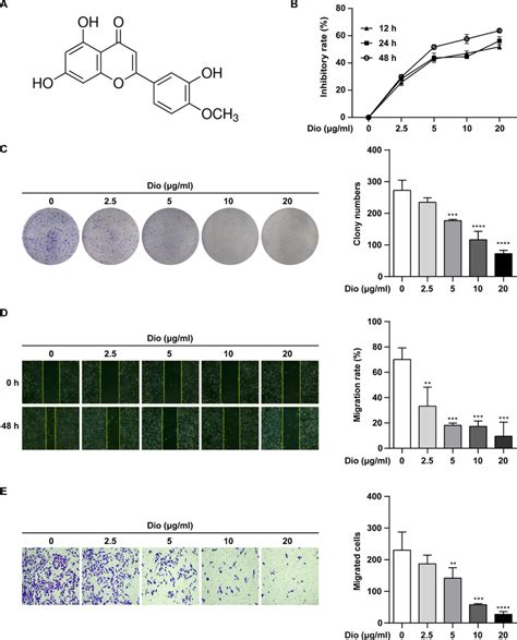 Diosmetin Inhibited The Proliferation And Migration Of Hgc Cells A