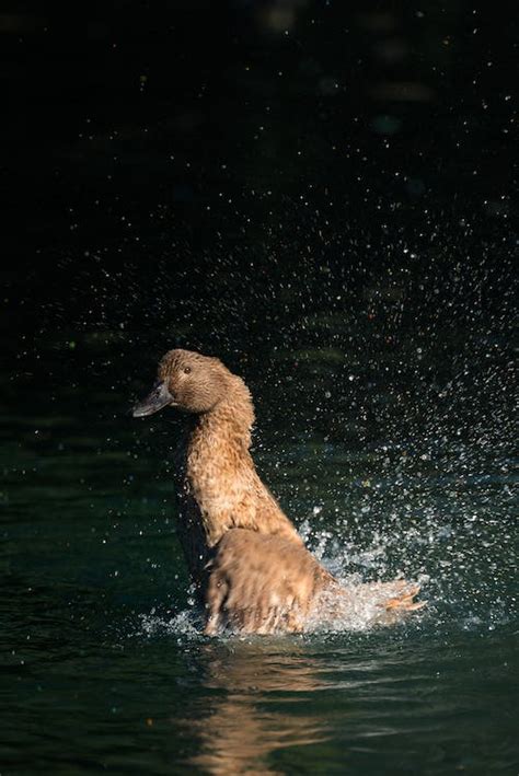 Brown Duck Splashing in a Lake · Free Stock Photo