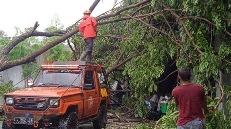 Hujan Lebat Disertai Angin Kencang Di Jember Pohon Tumbang Timpa Mobil