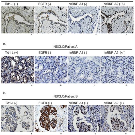 Structures Of Human And Mouse MuSK A Genomic Structures Of Human