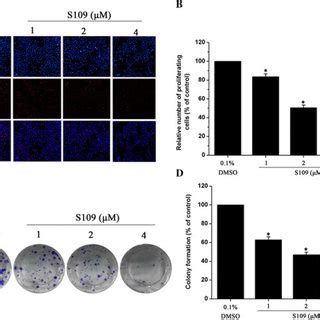 S109 Inhibits Proliferation And Colony Formation Of SKOV 3 Cells A